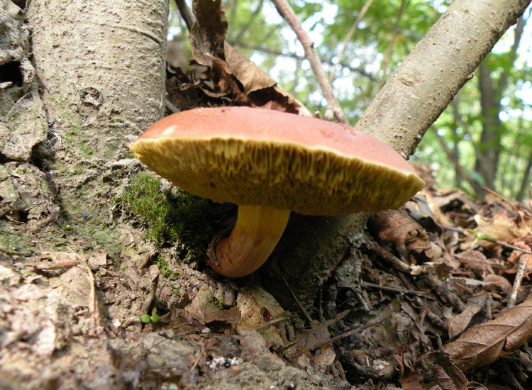 Porcini emiliani: Xerocomus ferrugineus?